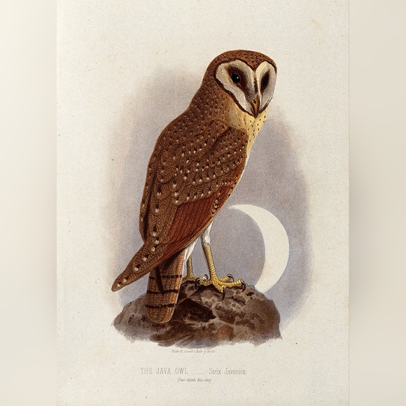 Brown Java Owl Art Print - Picture 1 of 1